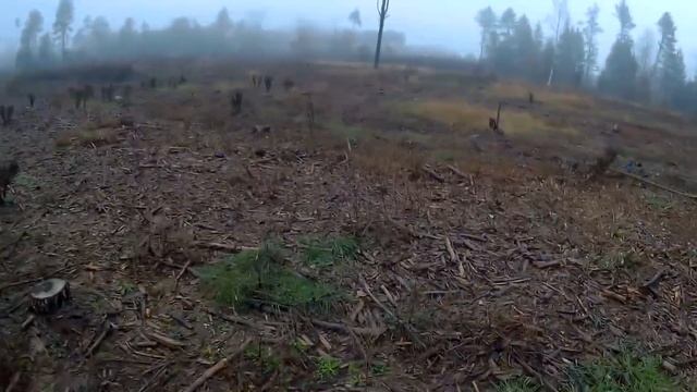 ЗАЙЦЫ ПРУТ НА ОХОТНИКА. Охота на зайца с собаками смотреть онлайн