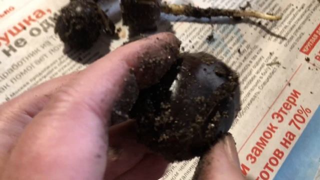 Плоды Каштана что м ними???♀️?☘️?? смотреть онлайн