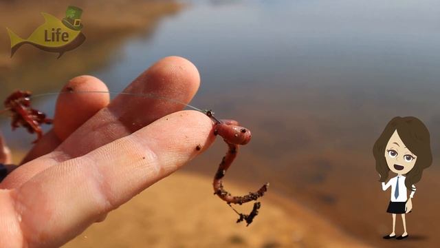 На что клюет карп весной? Наживки на карпа весной+чем прикормить карпа весной? смотреть онлайн