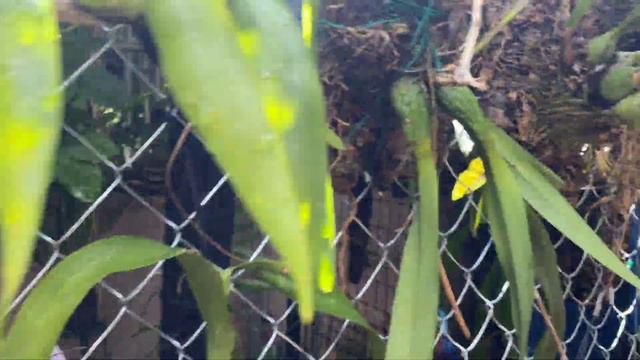 AN ORCHID A DAY EPISODE 301 SATURDAY IN THE ORCHID JUNGLE #orchidjungle смотреть онлайн