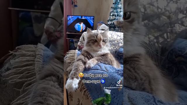 😀А нам все по Фен-шую🧿Хороших выходных друзья!😉#кошкирулят🐱🐱🐱 #кошки