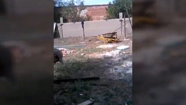 Цирк уехал клоуны остались смотреть онлайн