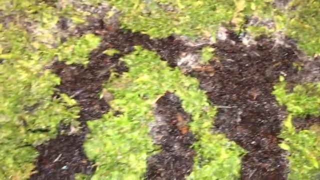 How to Grow Moss Using the Buttermilk Method смотреть онлайн