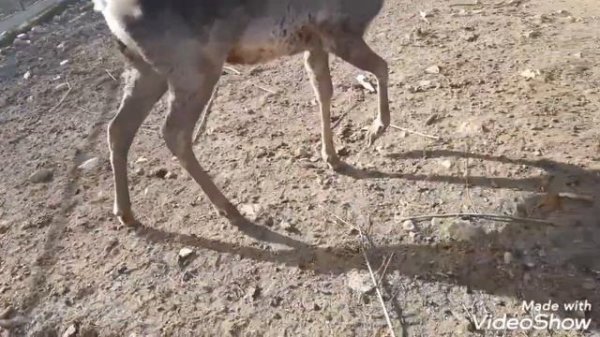 Поездка выходного дня //Мараловая ферма// прогулка с детьми//