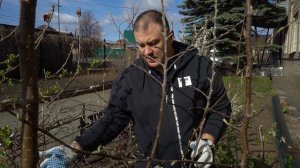 КАК ВЫРАСТИТЬ СЛАДКИЕ ПЕРСИКИ НА СЕВЕРЕ. 5 ПРОСТЫХ СПОСОБОВ.  Проверено на Урале