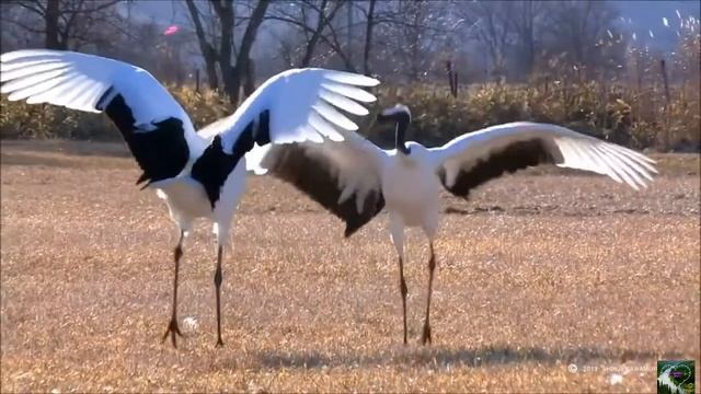 ТАНЦУЮЩИЕ ПТИЦЫ.Симфония № 5 до минор.Релакс!Dancing birds.Symphony Nо5 in C minor.#танцующие птицы смотреть онлайн
