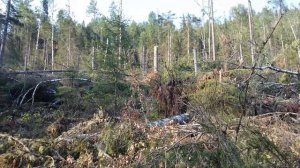 Метеорит в Сибири последствия ,