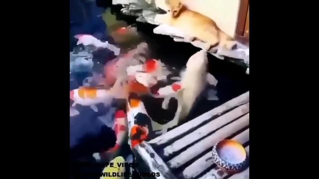 приколы на рыбалке 2019 до слез // пьяные на рыбалке // угарная рыбалка / новые приколы смотреть онлайн