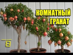 Комнатный гранат. Экзотика на подоконнике.