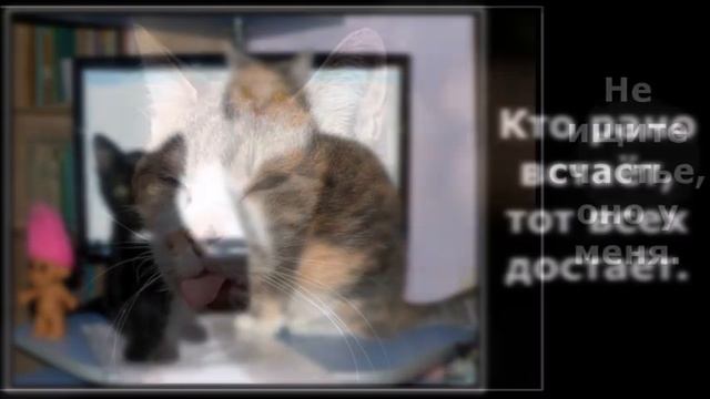 Веселые картинки. Приколы с кошками. Приколы про кошаков. смотреть онлайн