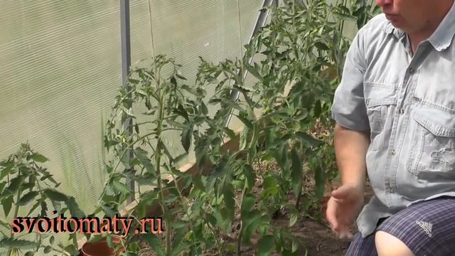 Первый уход за томатами после высадки смотреть онлайн
