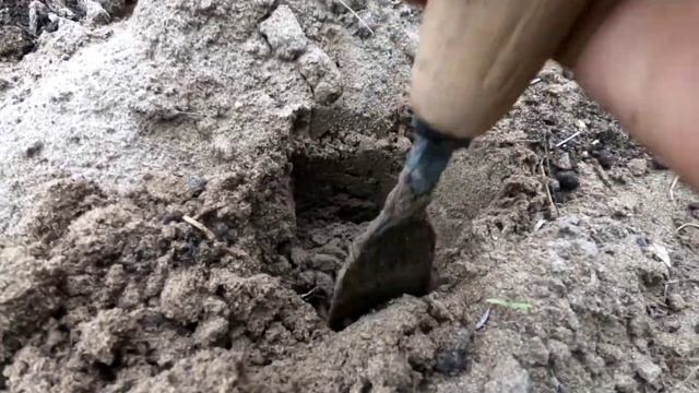 Trồng cây rau sam | How to grow Portulaca oleracea смотреть онлайн