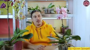 Как УХАЖИВАТЬ за Орхидеей ПОСЛЕ ПОКУПКИ? 7 ВАЖНЫХ ШАГОВ!