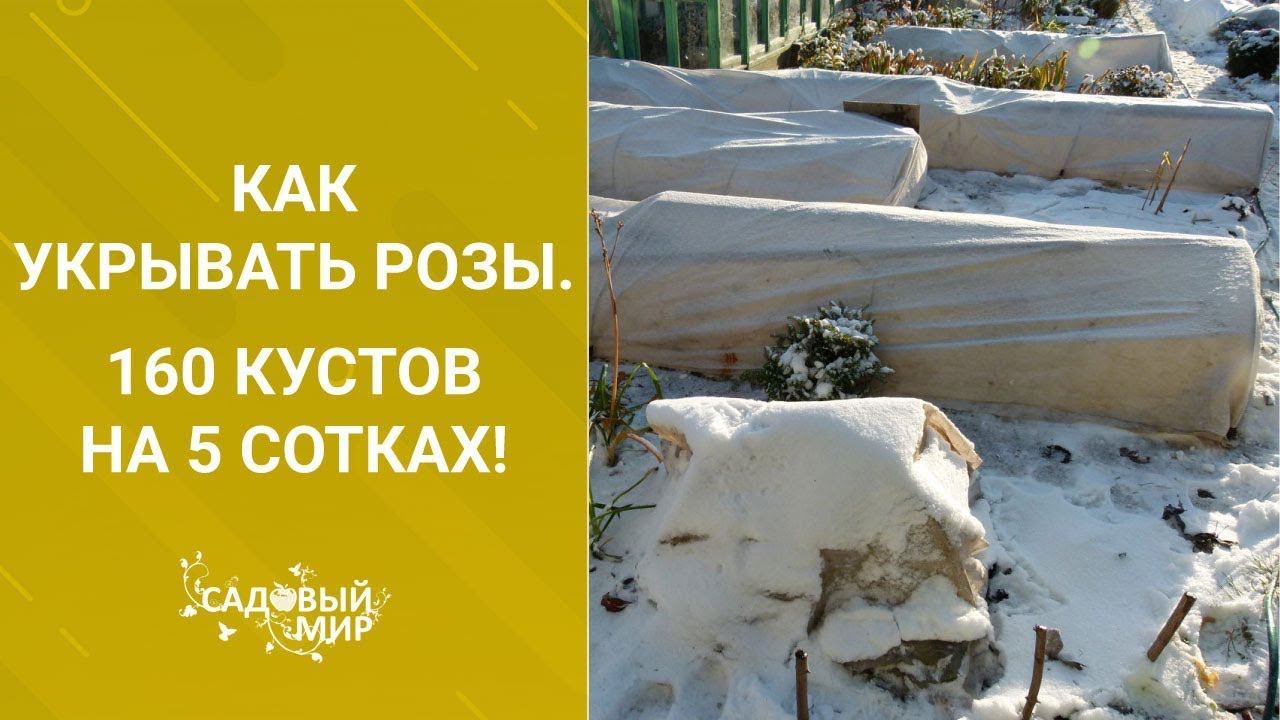 Как укрывать розы. 160 кустов на 5 сотках! смотреть онлайн