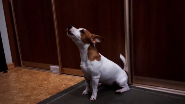 ДЖЕК РАССЕЛ ПОЕТ / ВОЕТ / Jack Russell Sings / howling смотреть онлайн