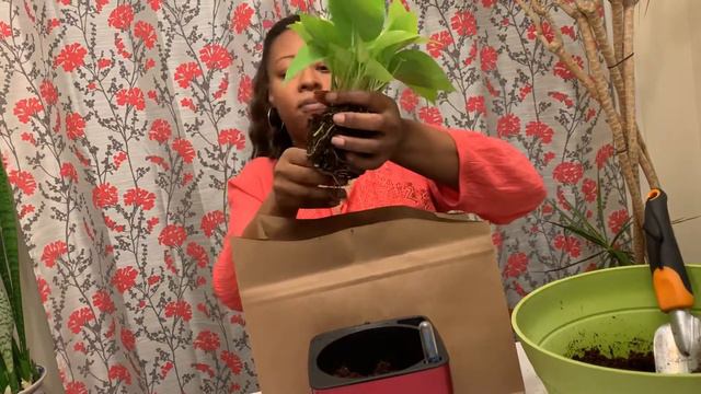 GardenBasix self watering small pot смотреть онлайн