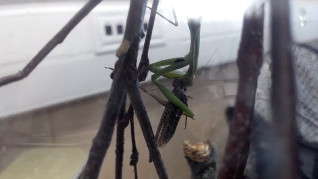 Как правильно есть мозг! (богомол vs кузнечик) смотреть онлайн