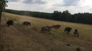 Кабаны нападают на собак. Лайка проходит испытание по кабану.mp4