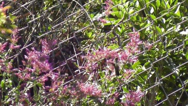 Ruby-throated hummingbird feeding from Agastache 'Heat Wave'2 смотреть онлайн