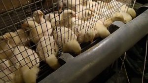 Кормушки для цыплят из канализационной трубы