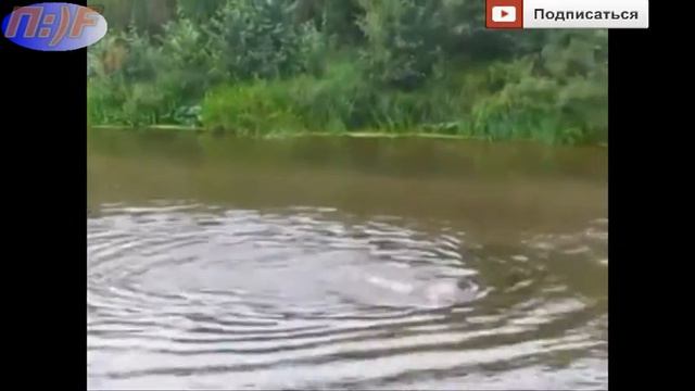 Пробежка по воде )))