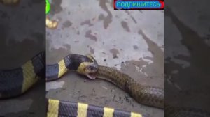 Змея? против змея