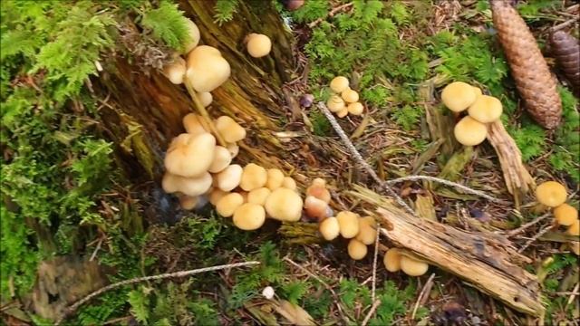 Pilze Mitte November 2021 - Frostschneckling, Tonweißer Schüppling, Olivbrauner Safranschirmling uv смотреть онлайн