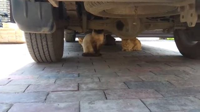 Зодчий развел форменное б..ядство