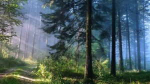 Бахталэ Рома Муромским лесом