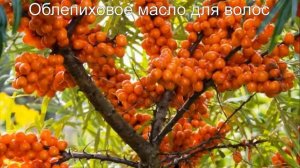 Масло облепихи целебные свойства рецепты для волос и лица