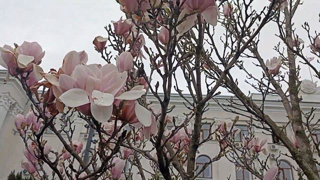 12.04.2023 . МАГНОЛИЯ . Крым , Симферополь , пл.Ленина . смотреть онлайн