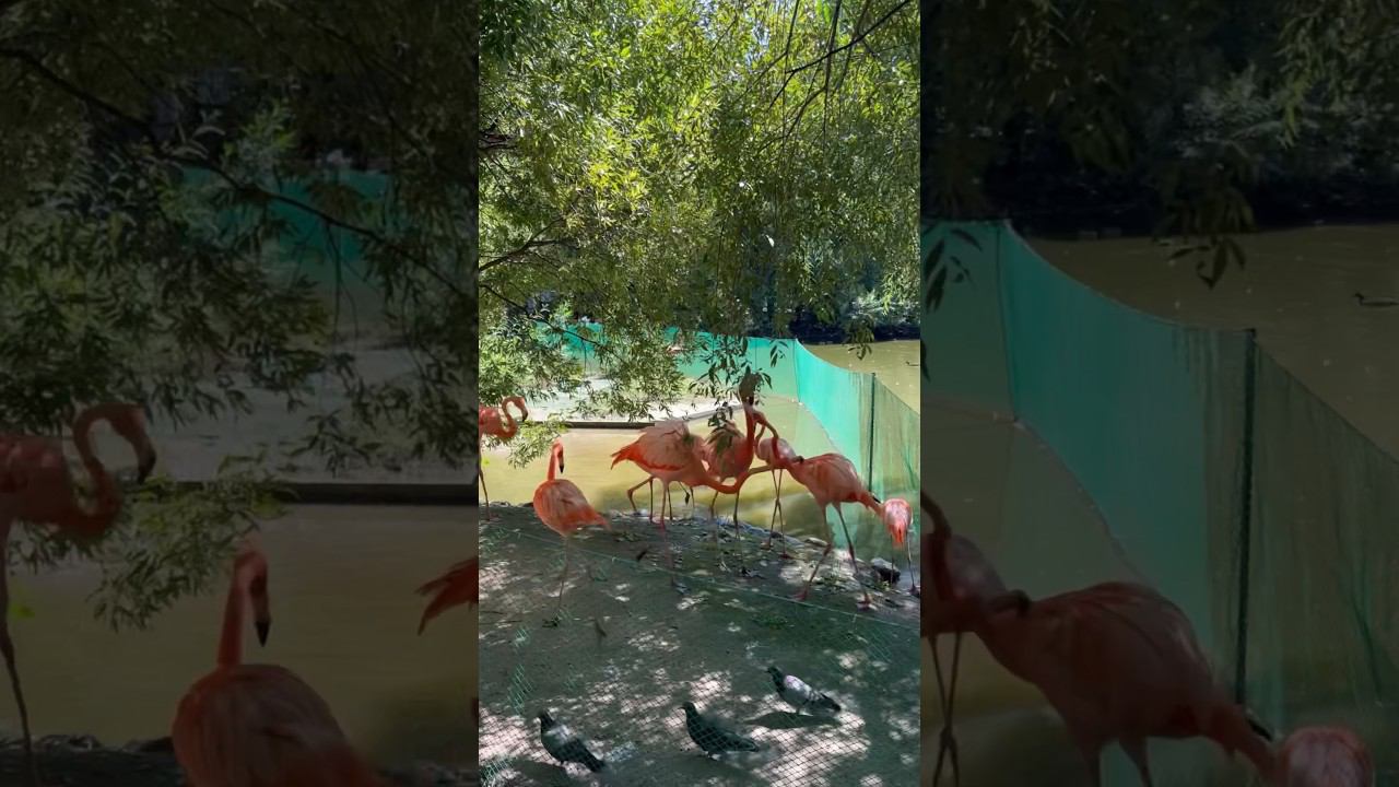 Розовые фламинго в битве за рыбу! смотреть онлайн