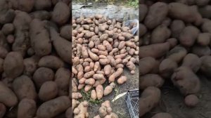 картошка Гулливер. гигантские клубни картофеля. 2022г.