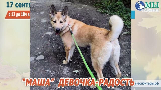 🐕❤️МАША девочка-радость УЧАСТНИЦА ВЫСТАВКИ "ХОЧУ ДОМОЙ", верит людям, несмотря на предательство.. смотреть онлайн