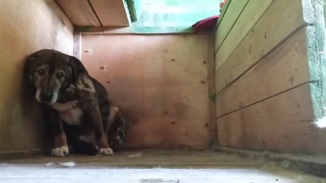 Как волонтеры пытаются вернуть веру "изгоям" в приюте смотреть онлайн