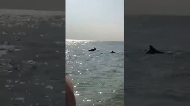 Дельфины, рыбы прямо с людьми в море у пляжа смотреть онлайн