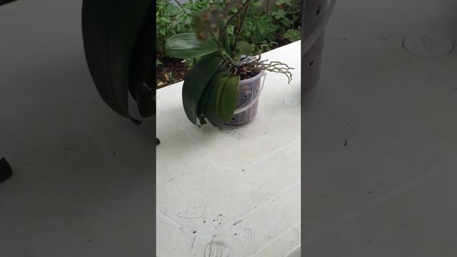 Como se realizó el trasplante de mis orquídeas смотреть онлайн