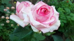 Роза ДОЛЬЧЕ ВИТА .?