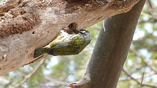 Nesting behavior of Coppersmith barbet from Bangladesh. смотреть онлайн