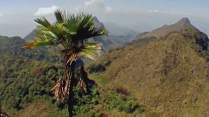 Природа Голоса птиц Как поёт Ворон обыкновенный в лесу