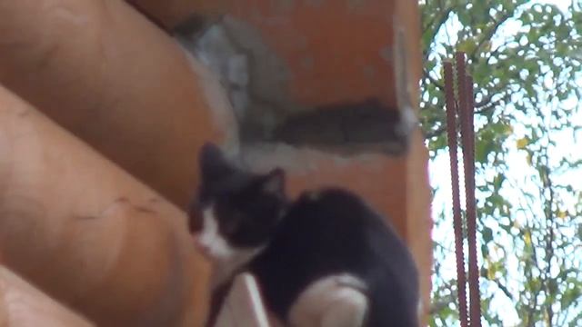 СОЧИ_ПЛАСТУНКА_ул.ДЖАПАРИДЗЕ.mp4 смотреть онлайн