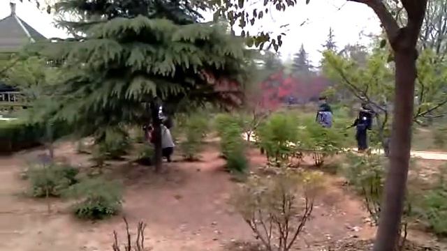 Лоянь. Фестиваль пионов. 2011 смотреть онлайн