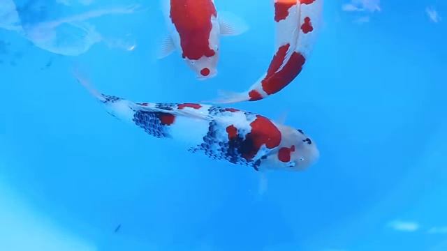 Maruyama Koi Farm смотреть онлайн