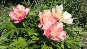 Пион Джулия Роуз.ИТО - гибрид.Краски радуги в одном цветке... Июнь 2020.
