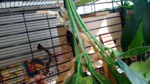 Ночное освещение и другие аспекты разведения амадин гульда