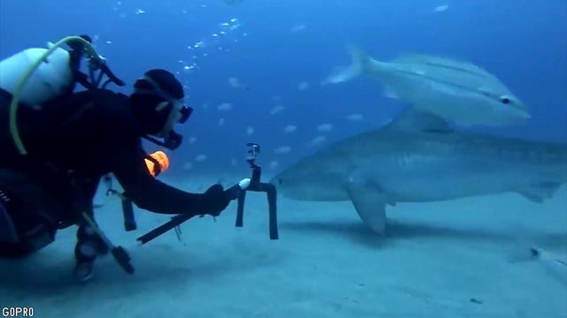 15 Friendliest Sea Creatures Around The World смотреть онлайн