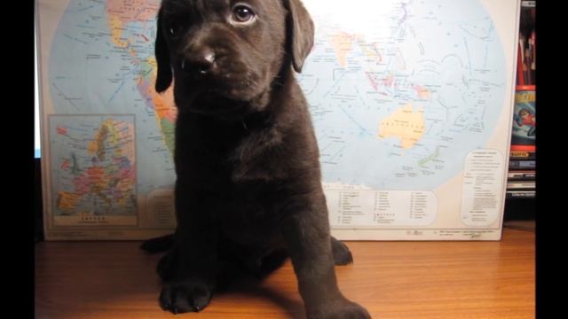 Щенки лабрадора ретривера 1-2 месяца смотреть онлайн