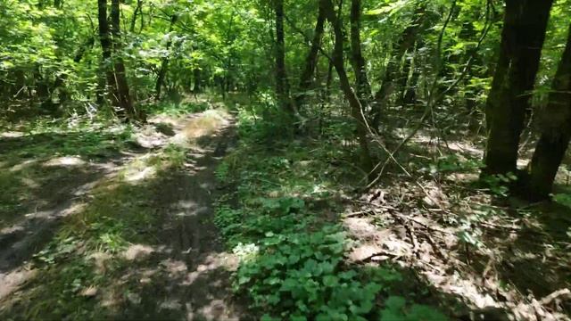 Прогулка по дубовой роще смотреть онлайн