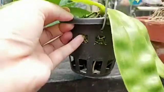 Phalaenopsis violacea var alba смотреть онлайн