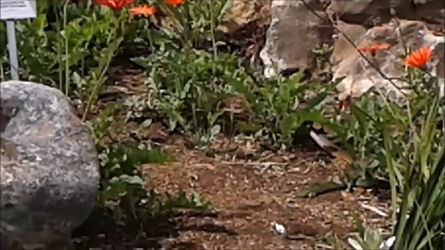 Boomslang in Kirstenbosch Botanical Garden смотреть онлайн